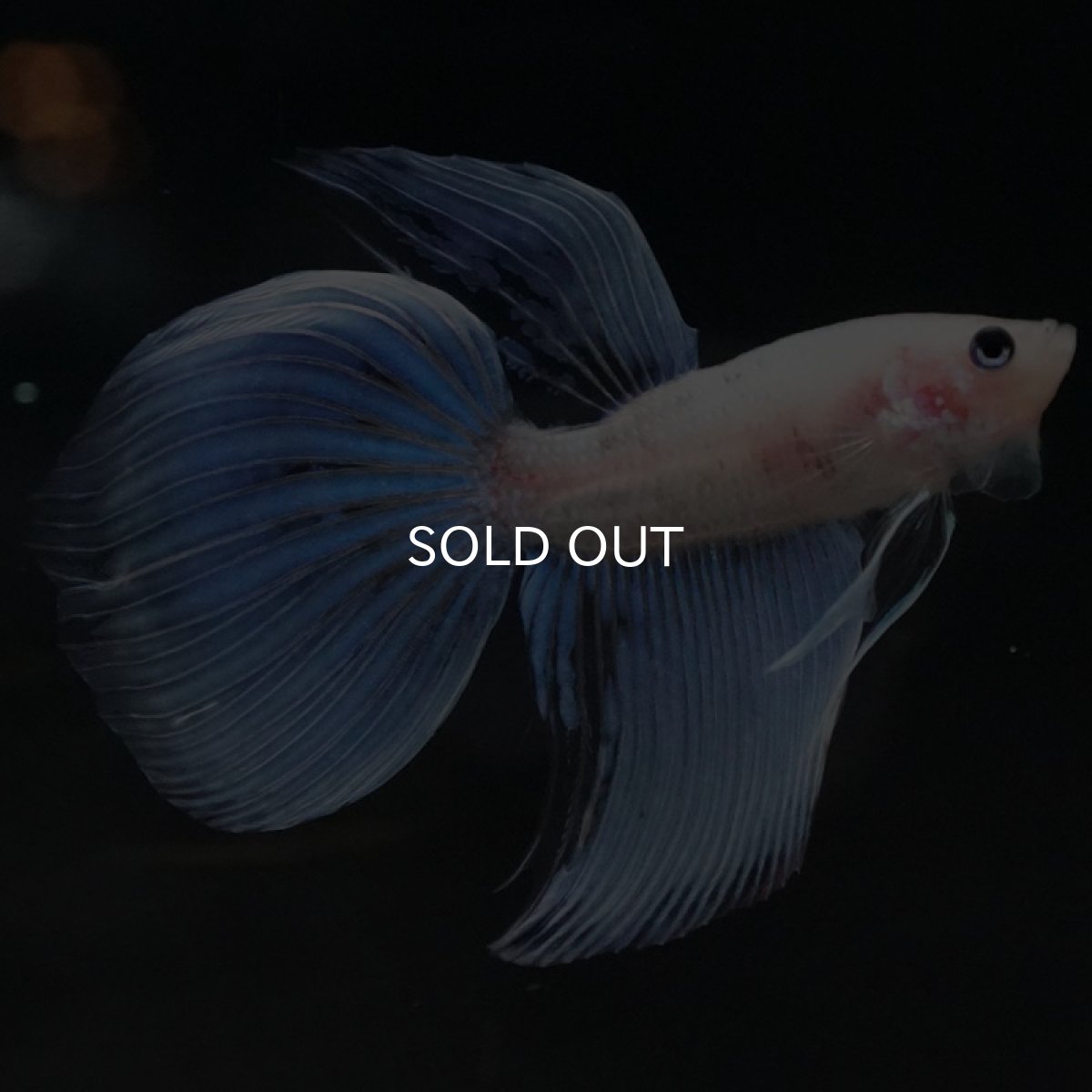 画像5: VT ファンシー (5)