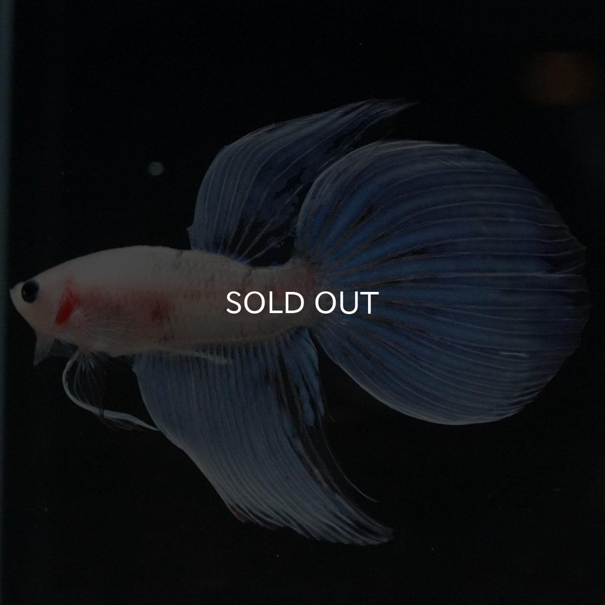 画像2: VT ファンシー (2)