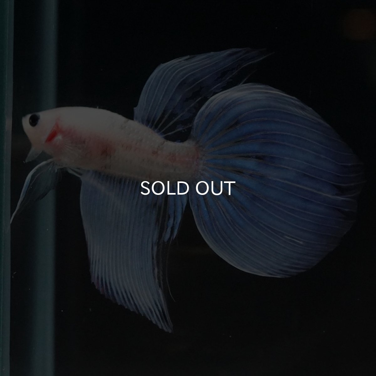 画像4: VT ファンシー (4)