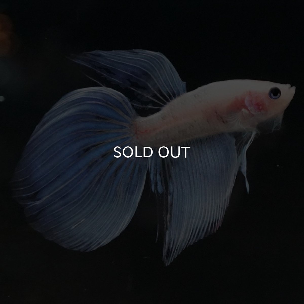 画像3: VT ファンシー (3)