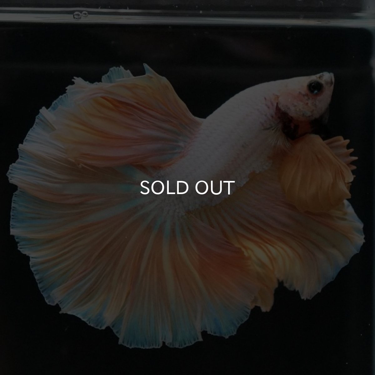 画像8: HM プラチナイエロードラゴン ローズテール (8)