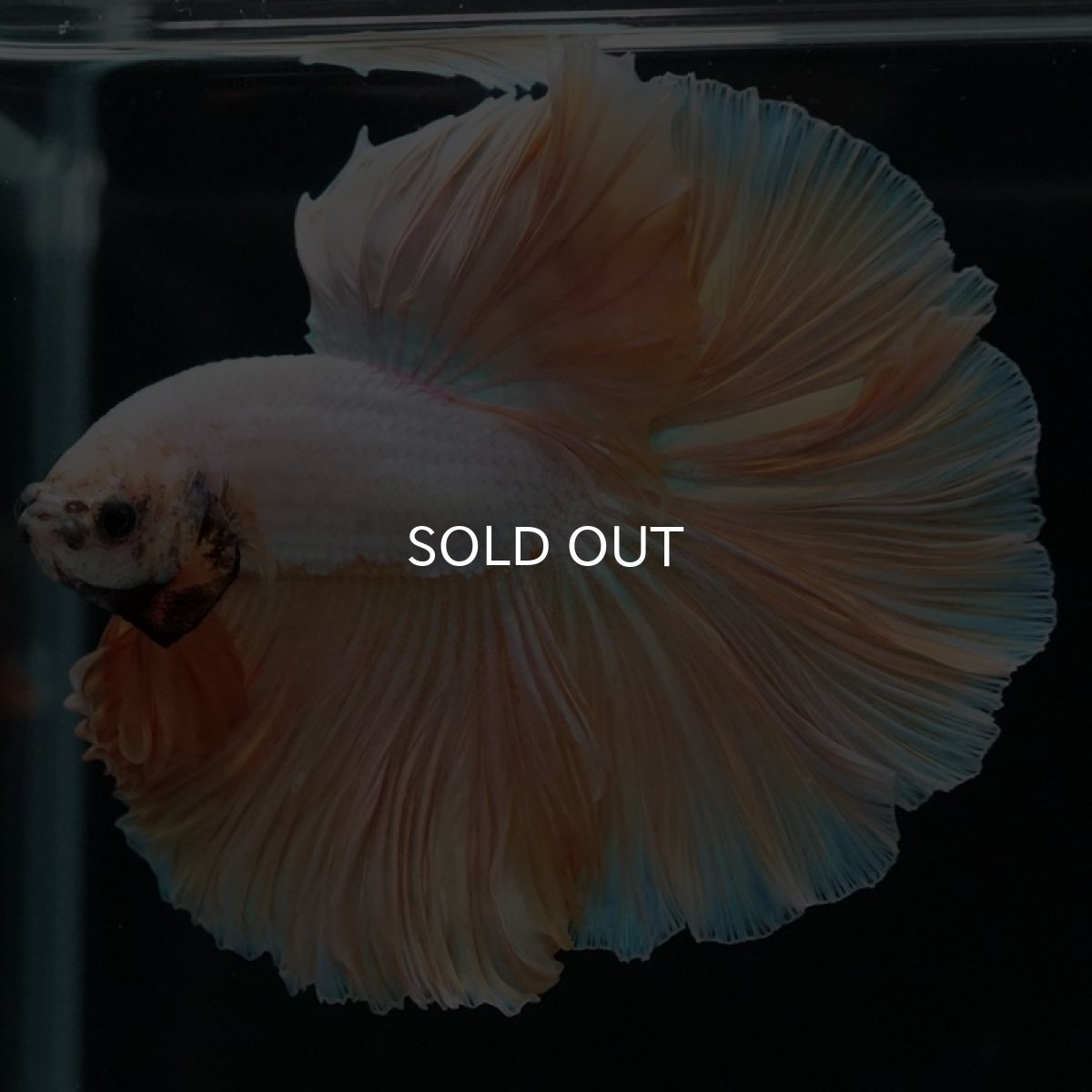 画像7: HM プラチナイエロードラゴン ローズテール (7)