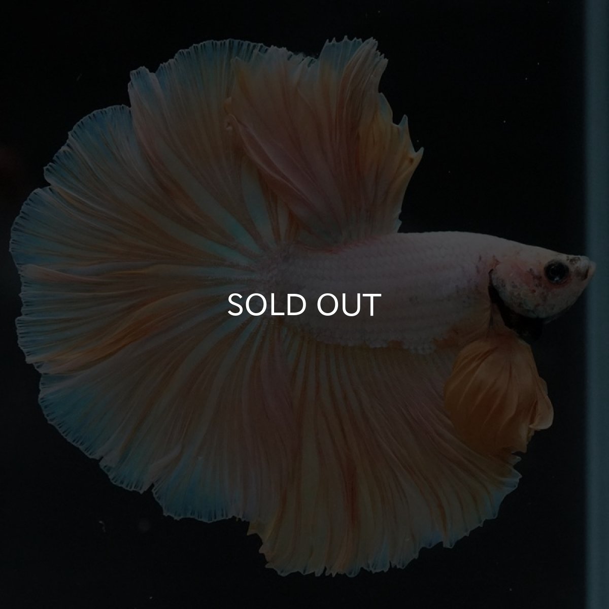 画像4: HM プラチナイエロードラゴン ローズテール (4)