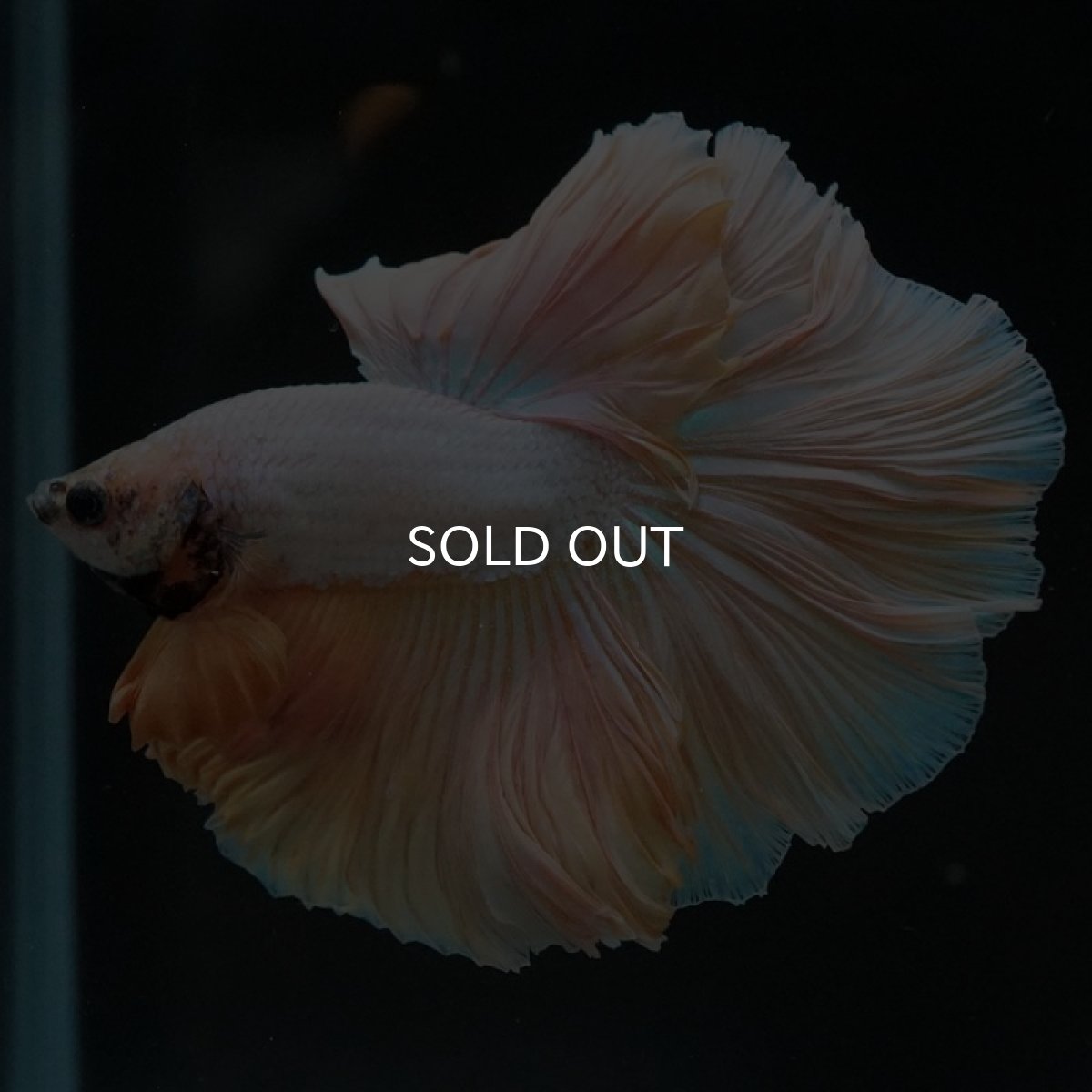 画像5: HM プラチナイエロードラゴン ローズテール (5)