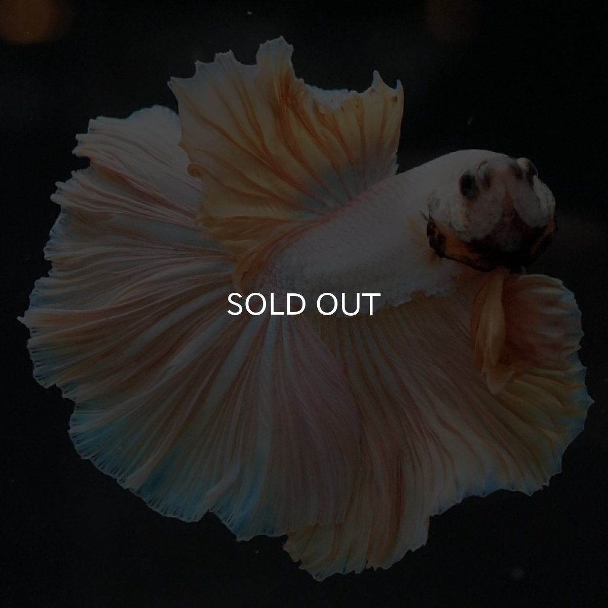 画像6: HM プラチナイエロードラゴン ローズテール (6)