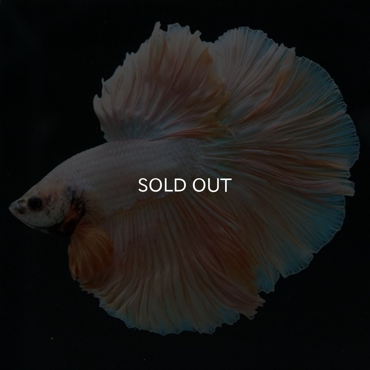 画像3: HM プラチナイエロードラゴン ローズテール (3)