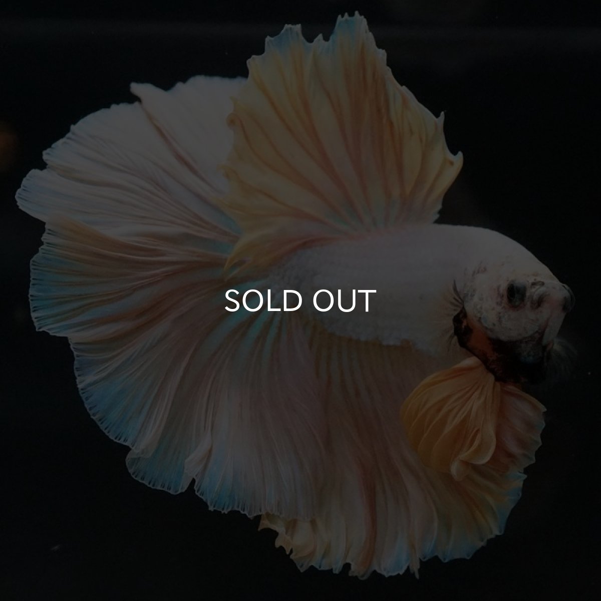 画像2: HM プラチナイエロードラゴン ローズテール (2)