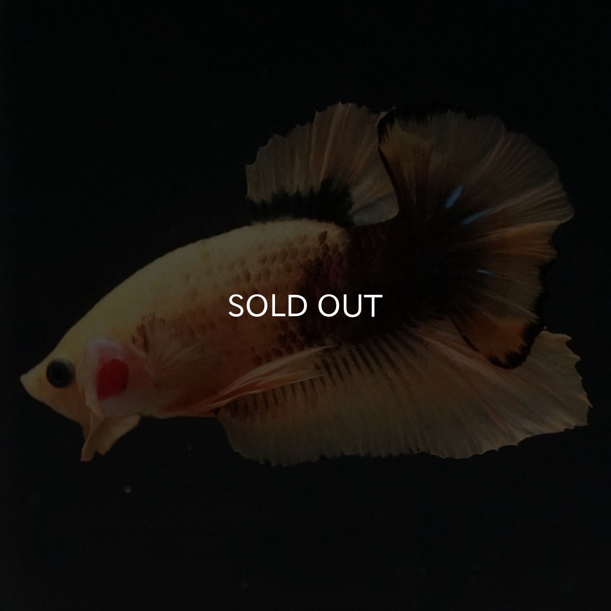 画像6: HMPK　イエローファンシー　変わり柄 (6)