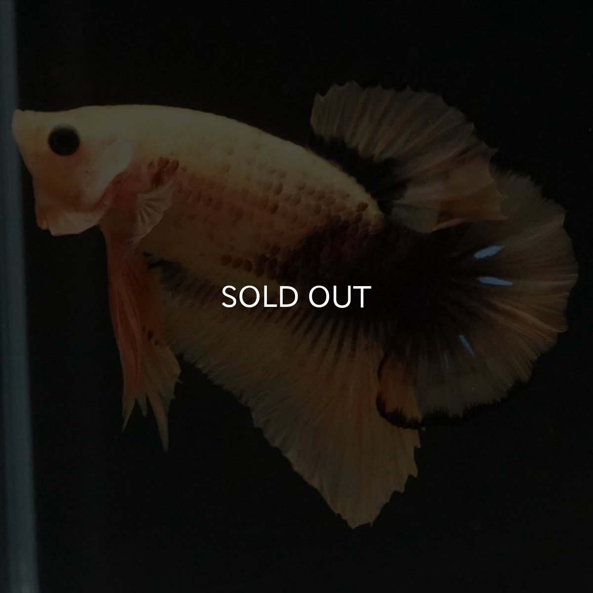 画像5: HMPK　イエローファンシー　変わり柄 (5)