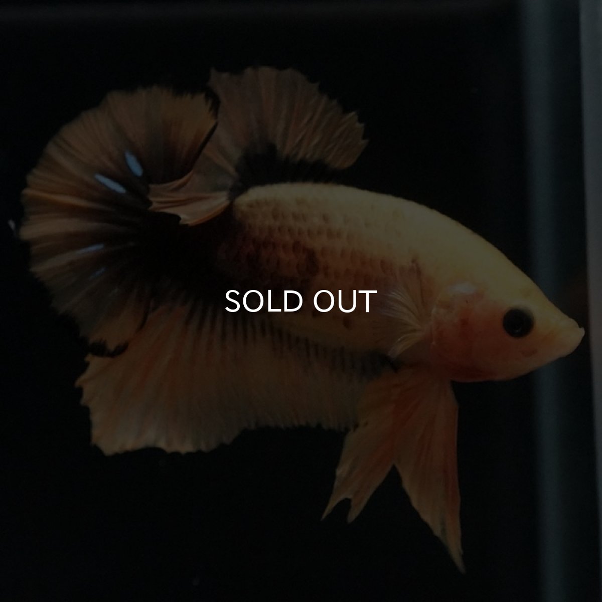 画像2: HMPK　イエローファンシー　変わり柄 (2)