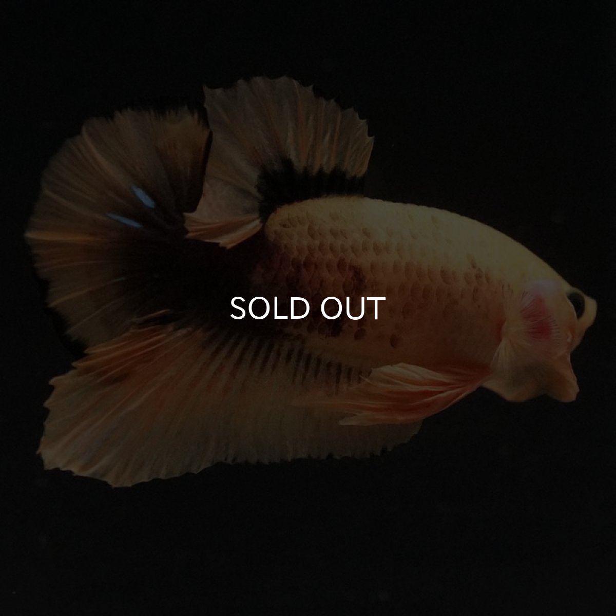 画像4: HMPK　イエローファンシー　変わり柄 (4)