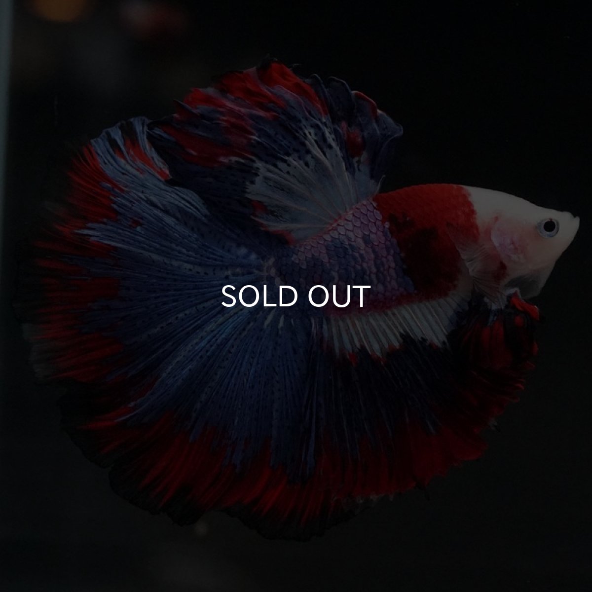 画像3: HM　ファンシー (3)