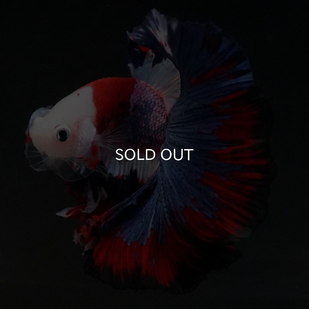 画像4: HM　ファンシー (4)