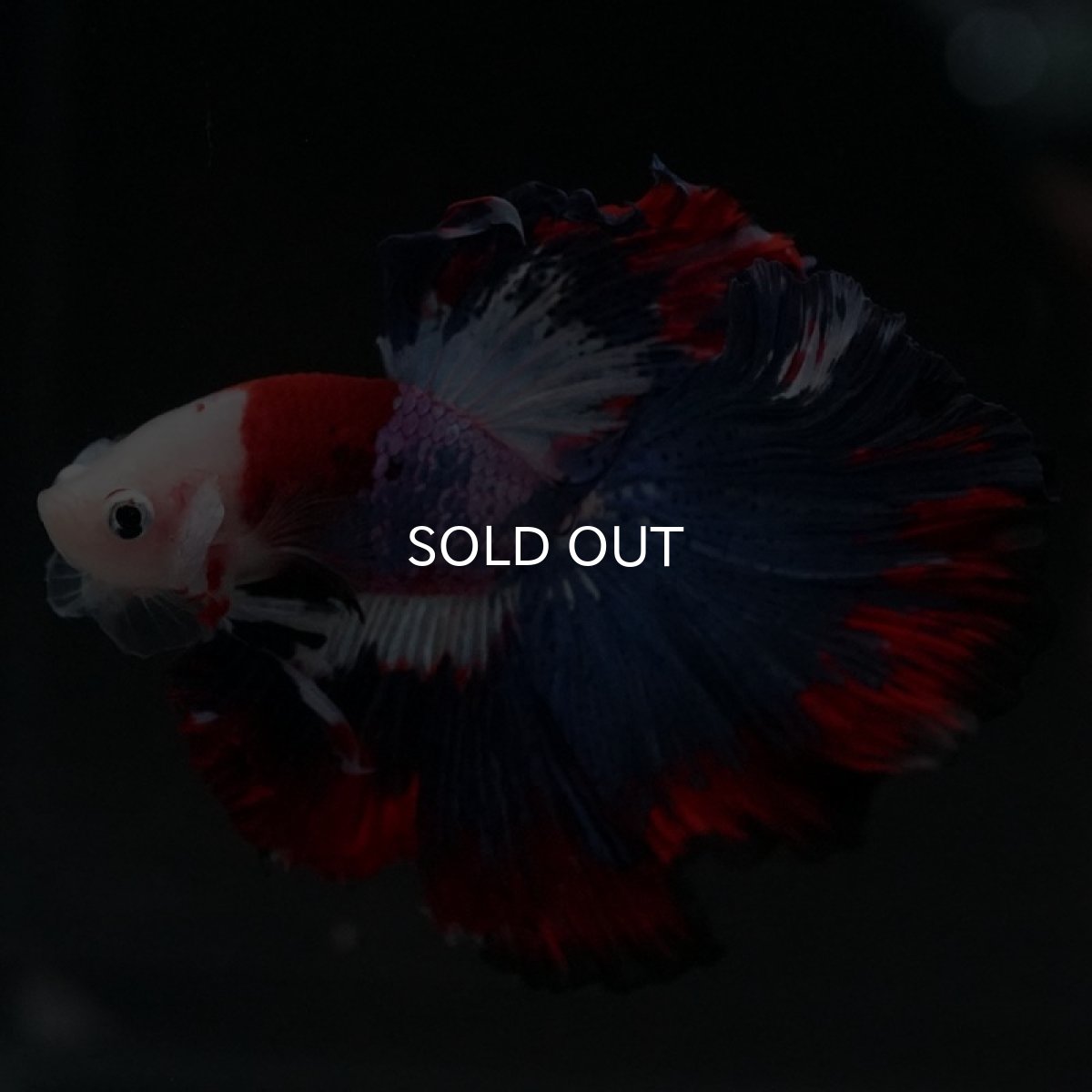 画像6: HM　ファンシー (6)