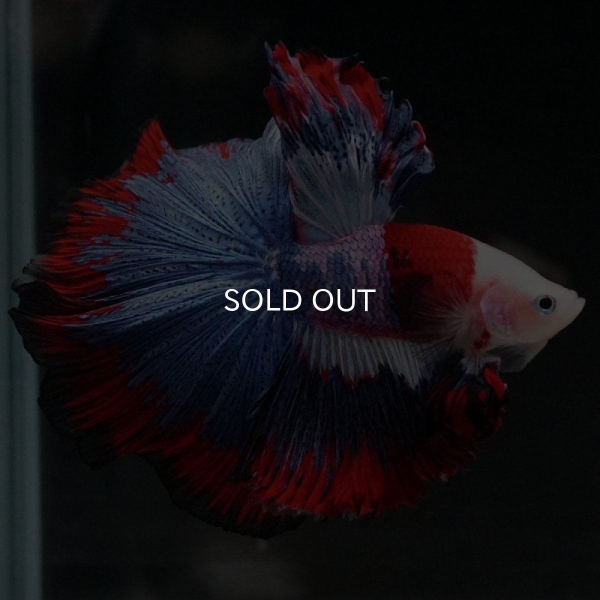 画像5: HM　ファンシー (5)