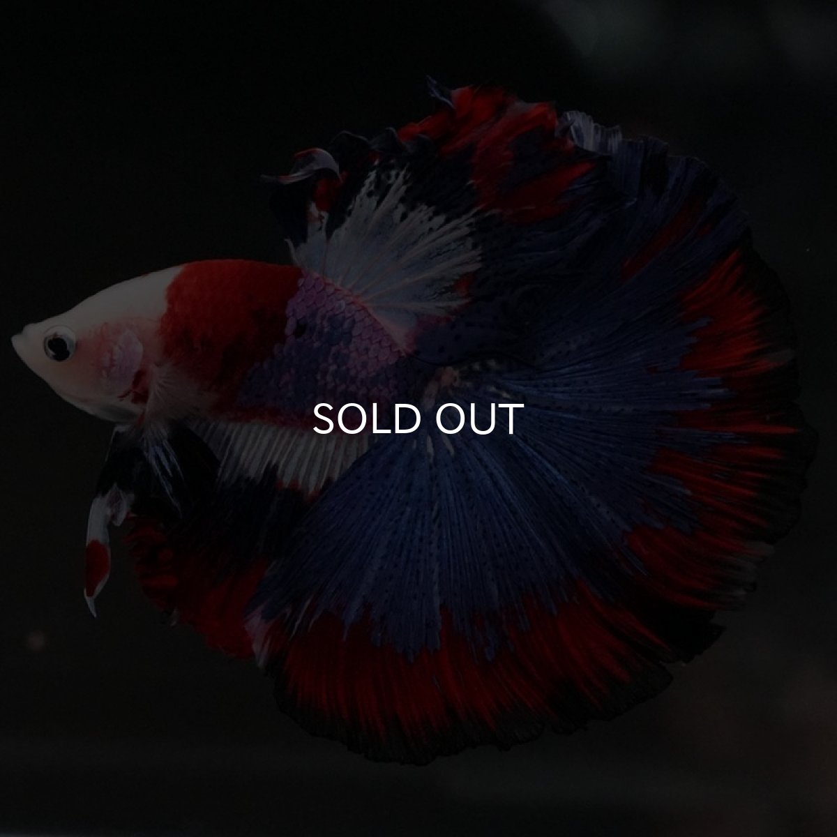 画像2: HM　ファンシー (2)