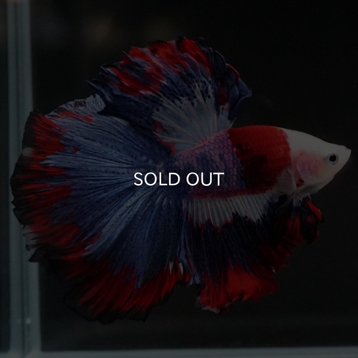 画像7: HM　ファンシー (7)