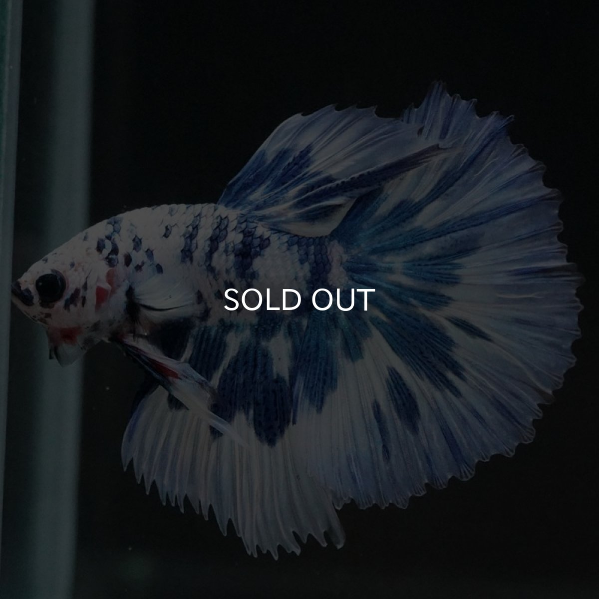 画像9: HM　ホワイトブルーマーブル (9)