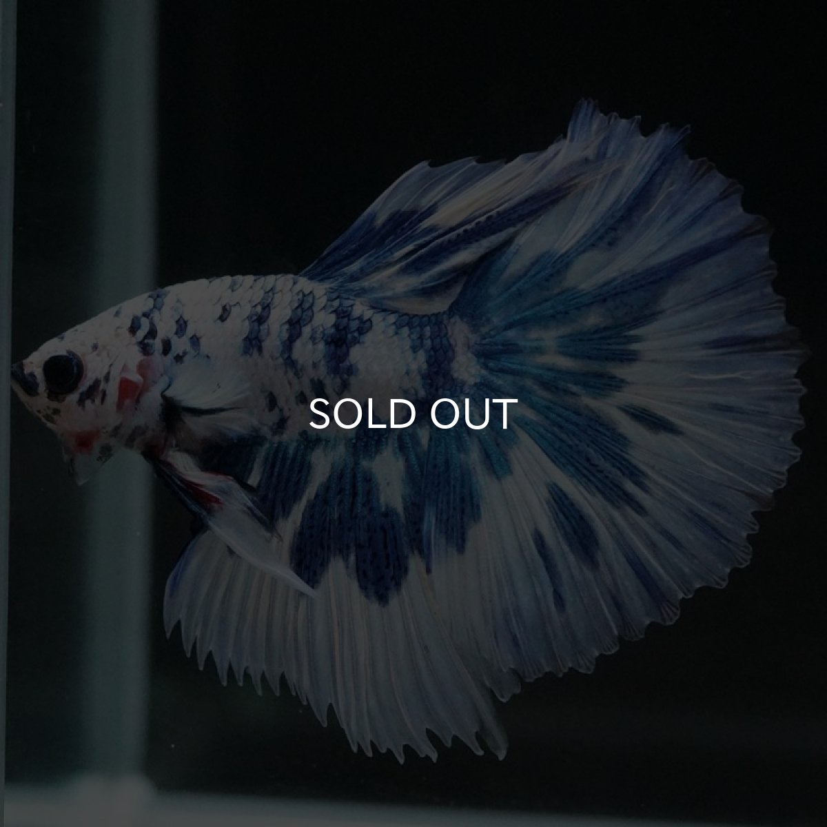 画像8: HM　ホワイトブルーマーブル (8)