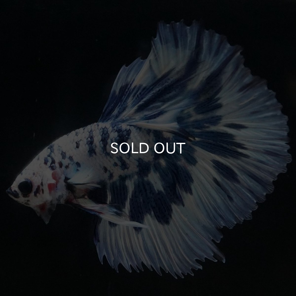 画像7: HM　ホワイトブルーマーブル (7)