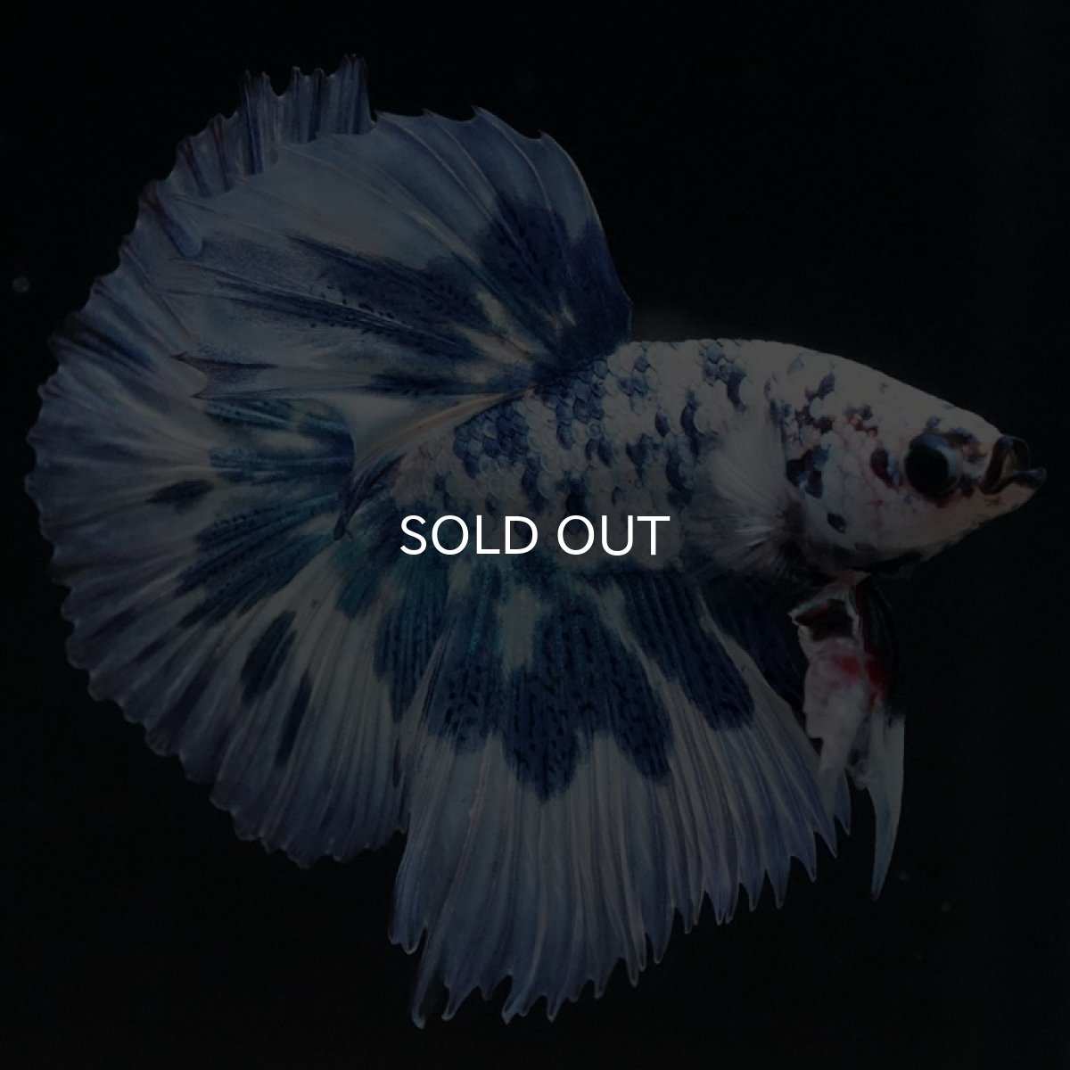 画像5: HM　ホワイトブルーマーブル (5)