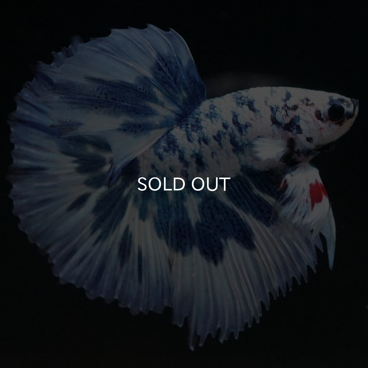 画像3: HM　ホワイトブルーマーブル (3)