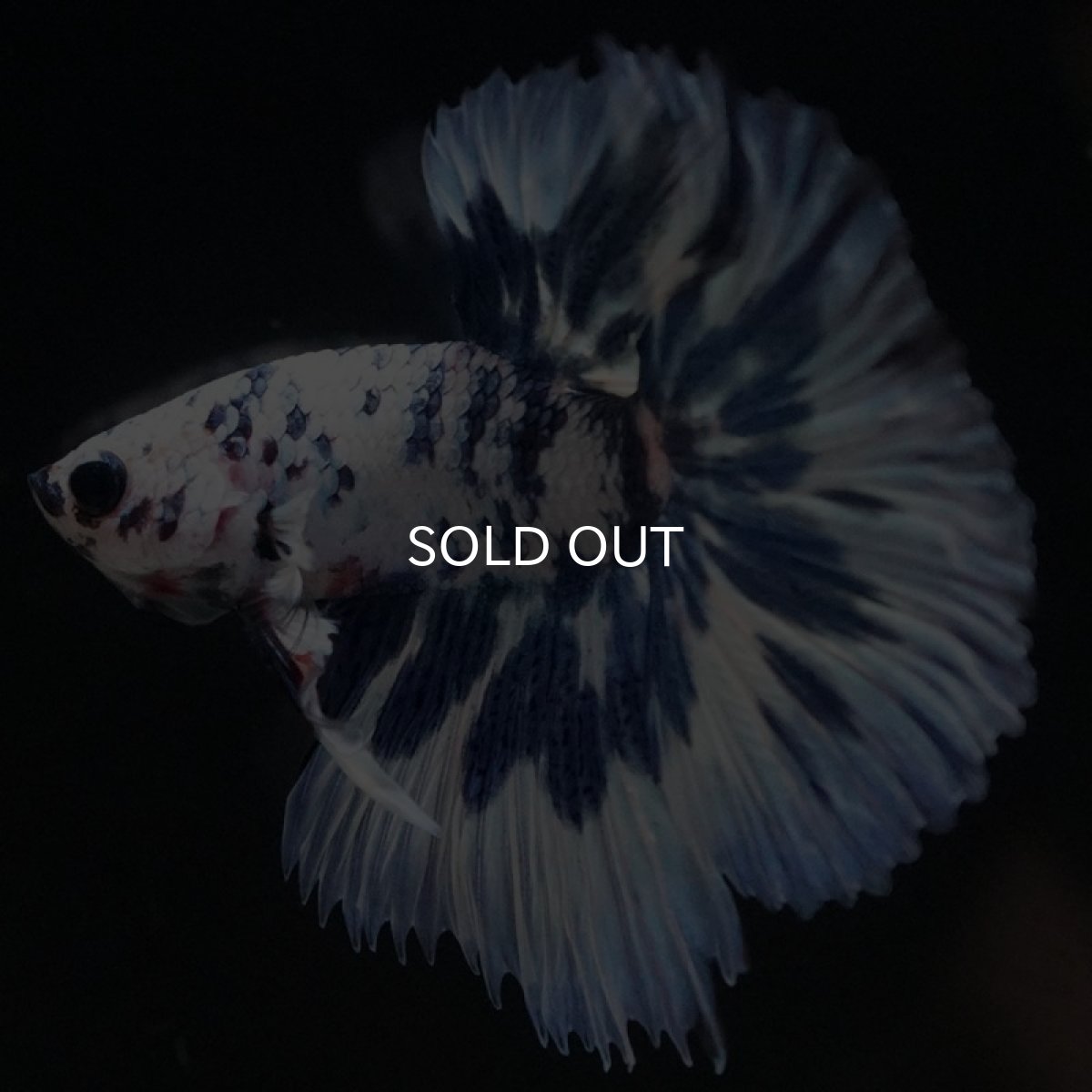 画像6: HM　ホワイトブルーマーブル (6)