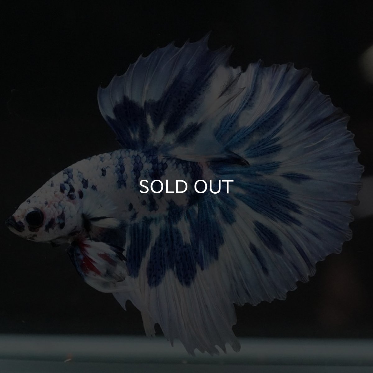 画像4: HM　ホワイトブルーマーブル (4)