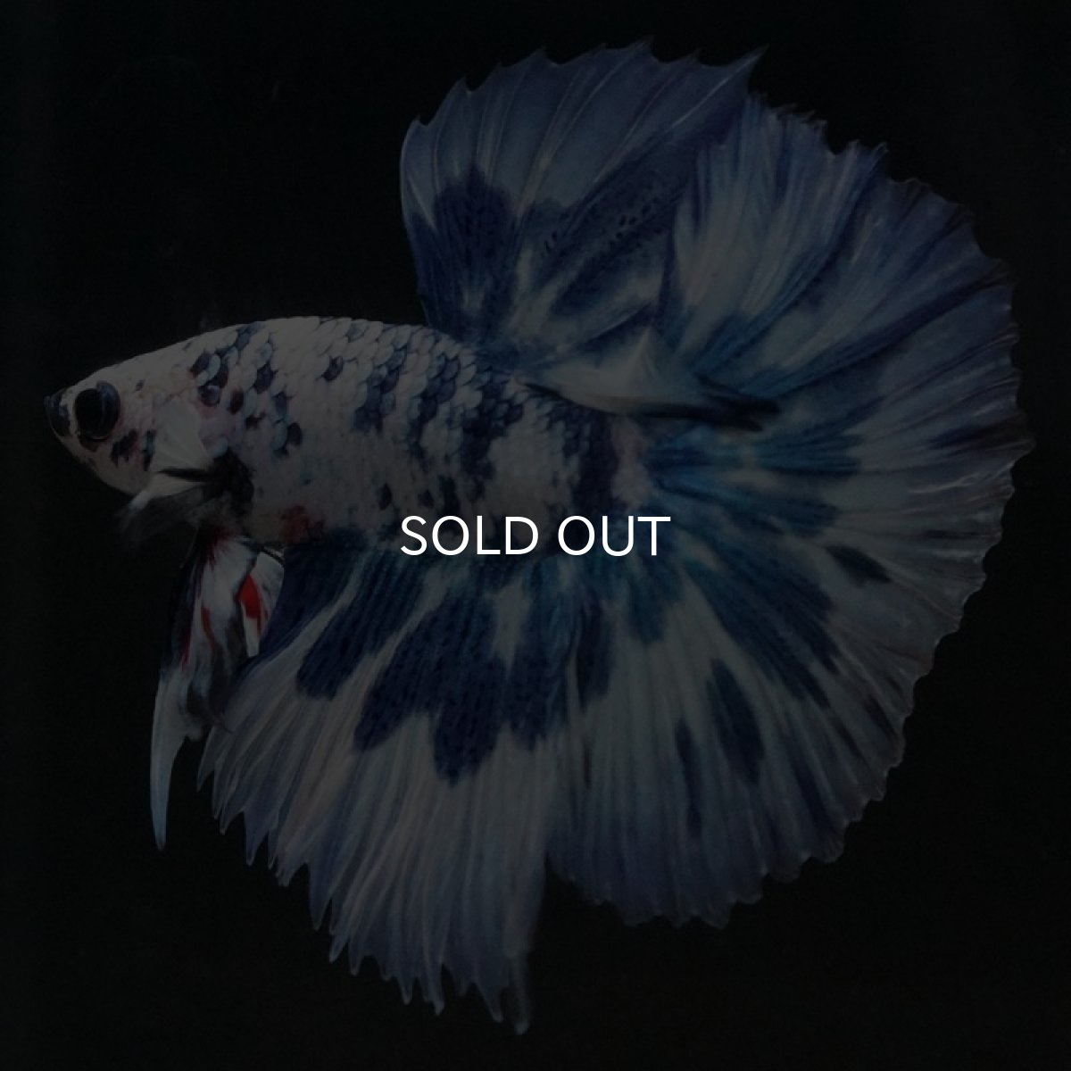 画像2: HM　ホワイトブルーマーブル (2)