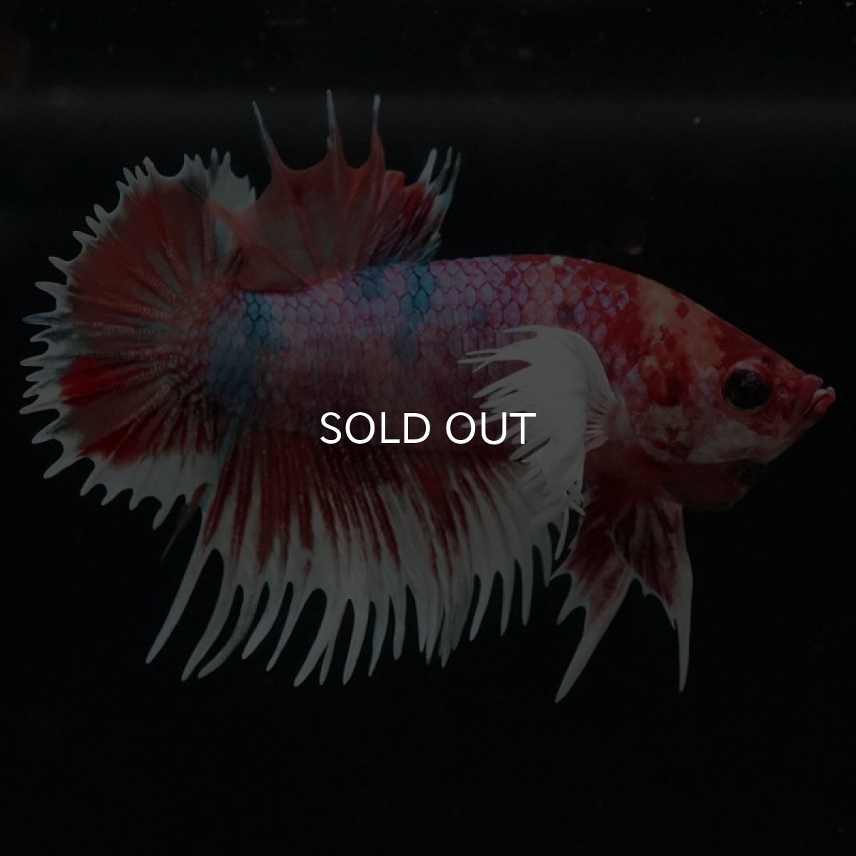 画像7: CTPKダンボ　キャンディ (7)