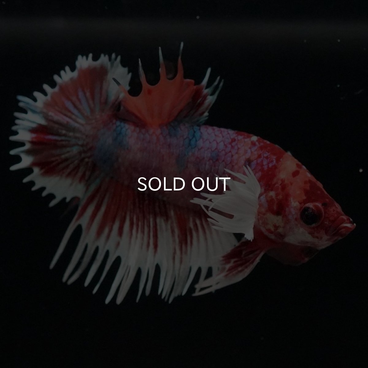 画像9: CTPKダンボ　キャンディ (9)