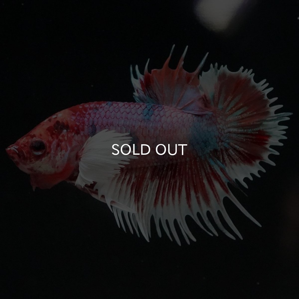 画像8: CTPKダンボ　キャンディ (8)