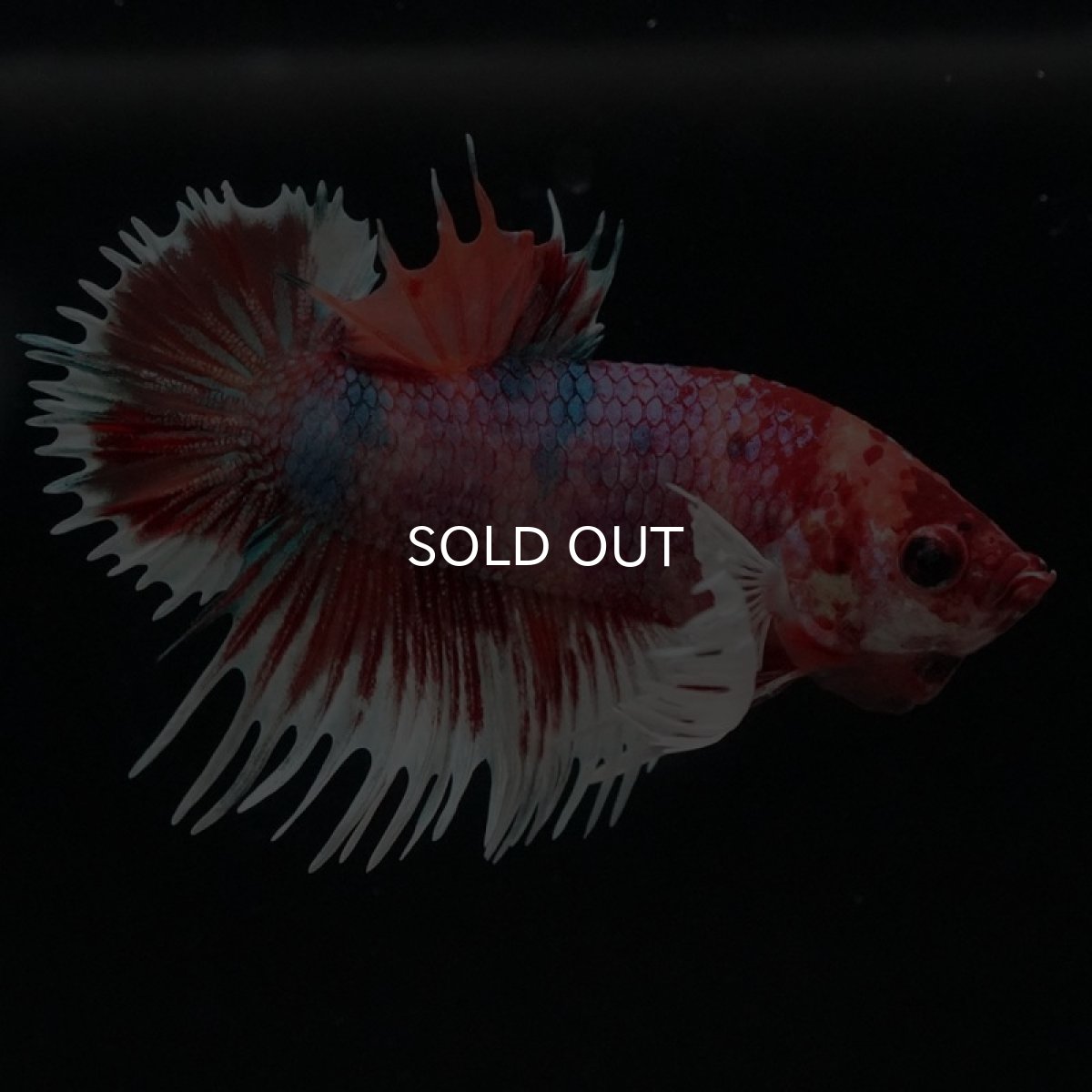 画像5: CTPKダンボ　キャンディ (5)