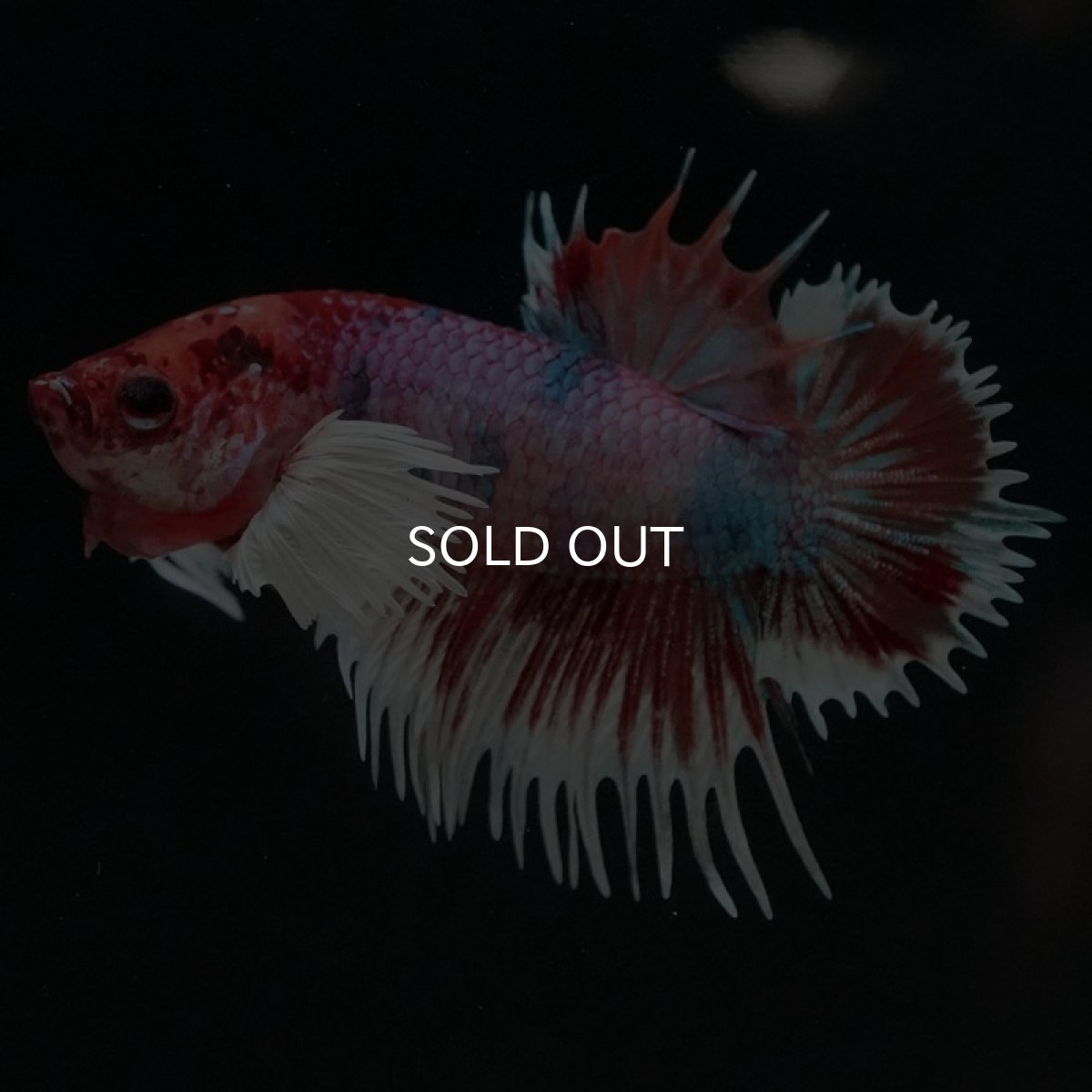 画像6: CTPKダンボ　キャンディ (6)