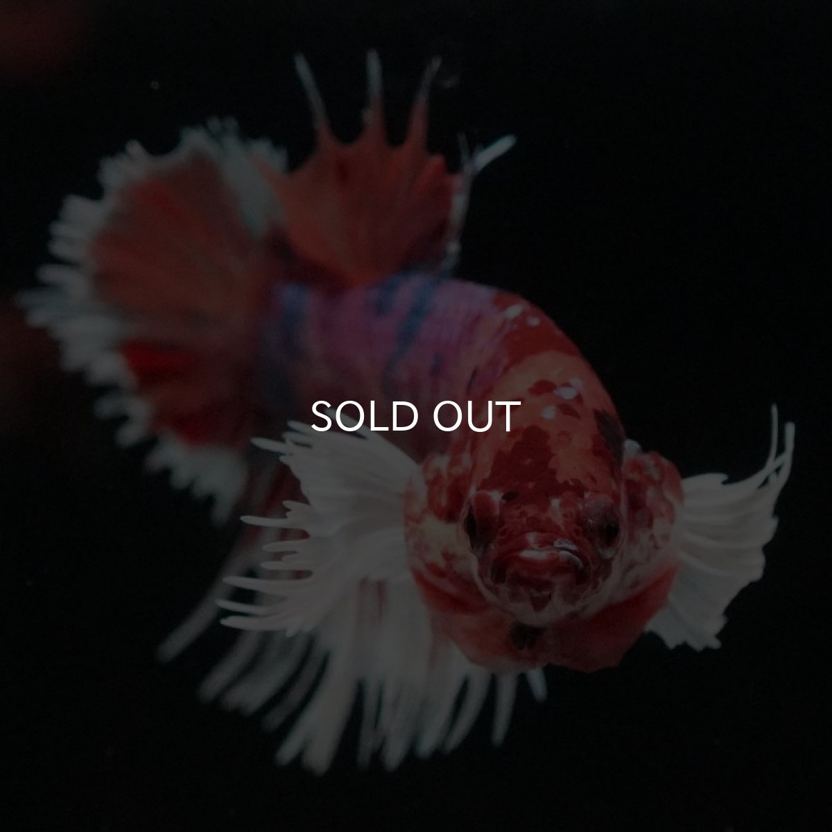 画像3: CTPKダンボ　キャンディ (3)