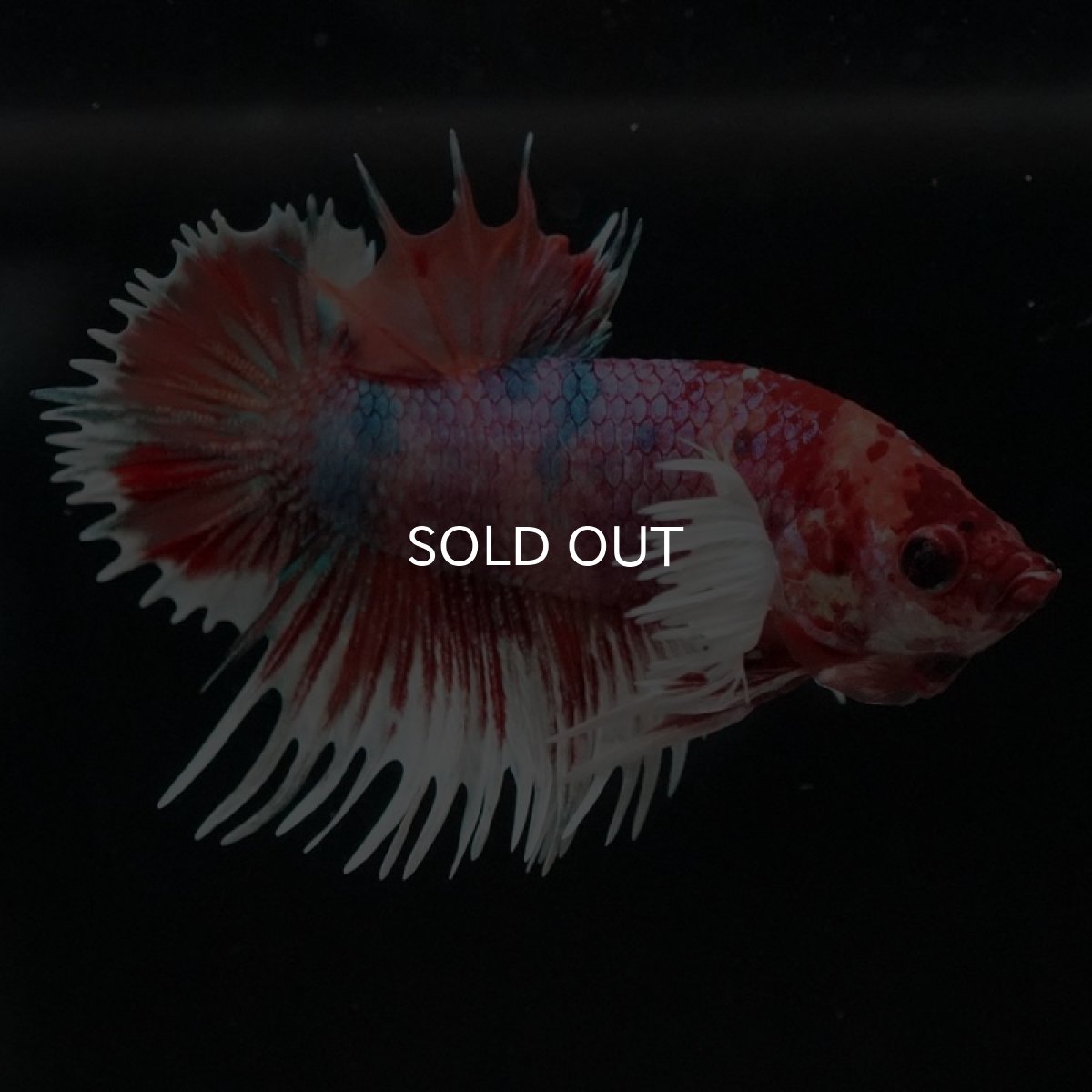 画像2: CTPKダンボ　キャンディ (2)