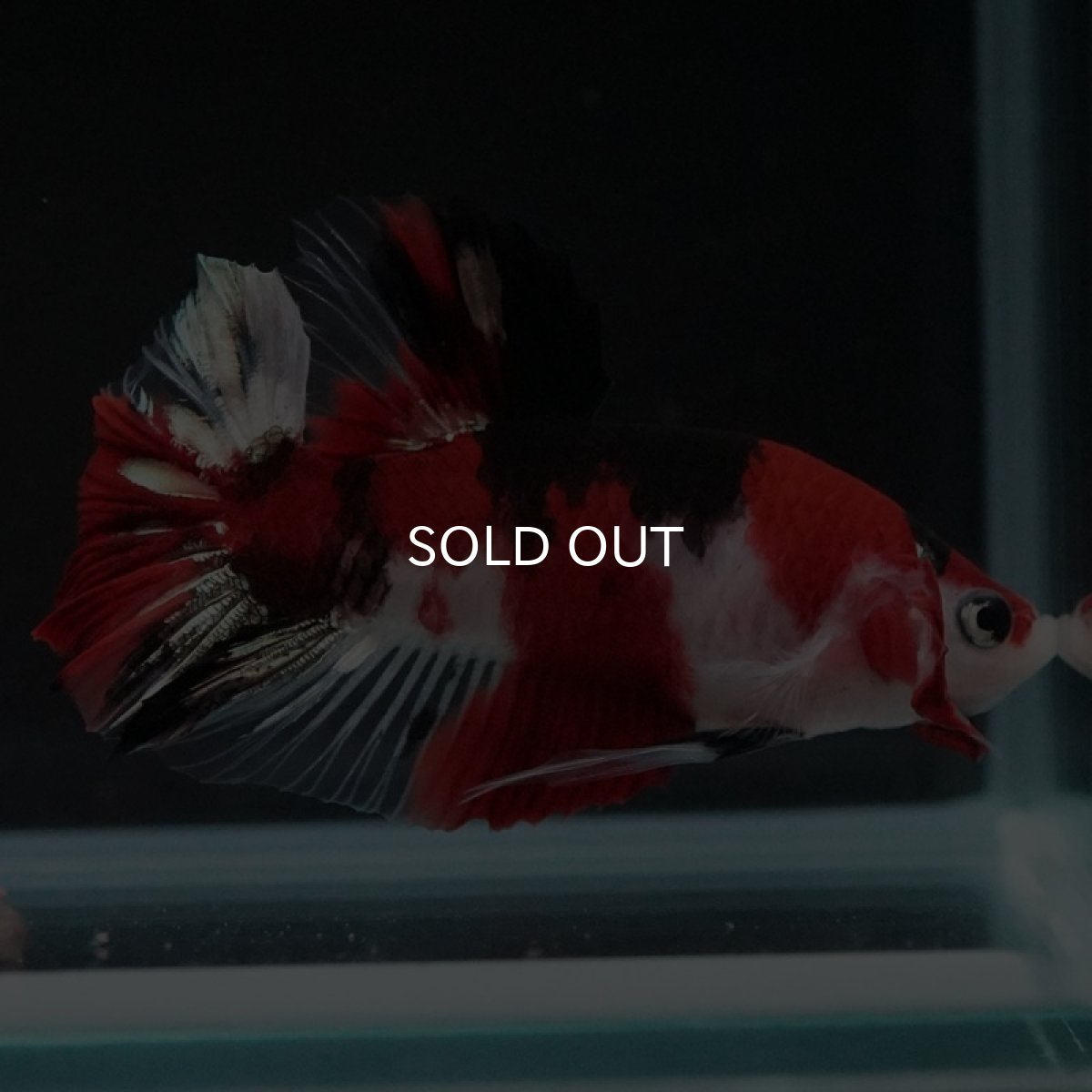 画像9: HMPK 鯉 (9)