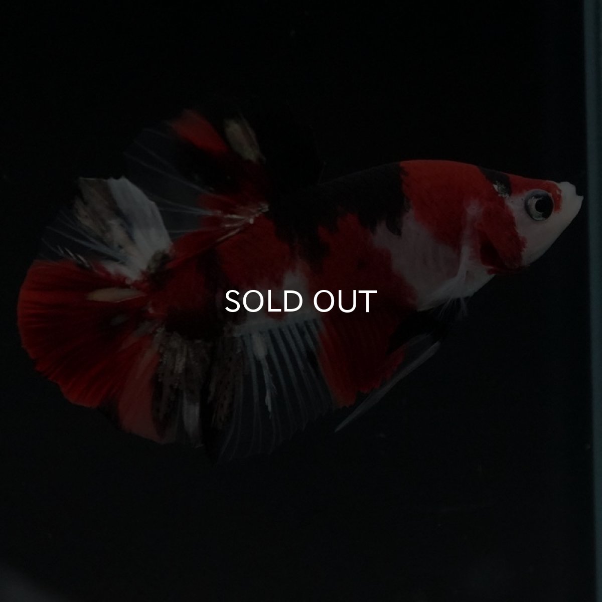 画像8: HMPK 鯉 (8)