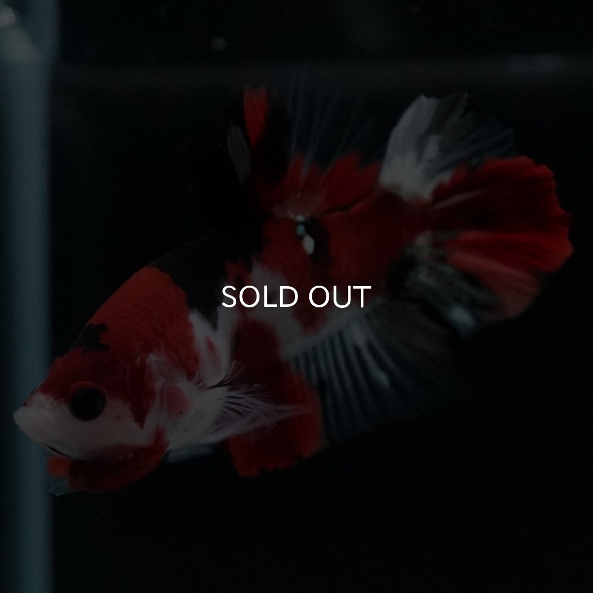 画像5: HMPK 鯉 (5)