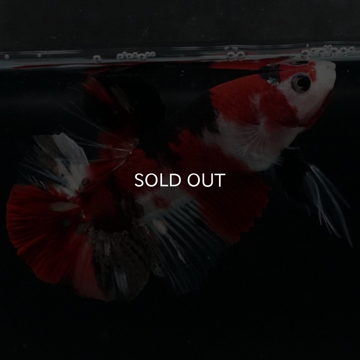 画像6: HMPK 鯉 (6)