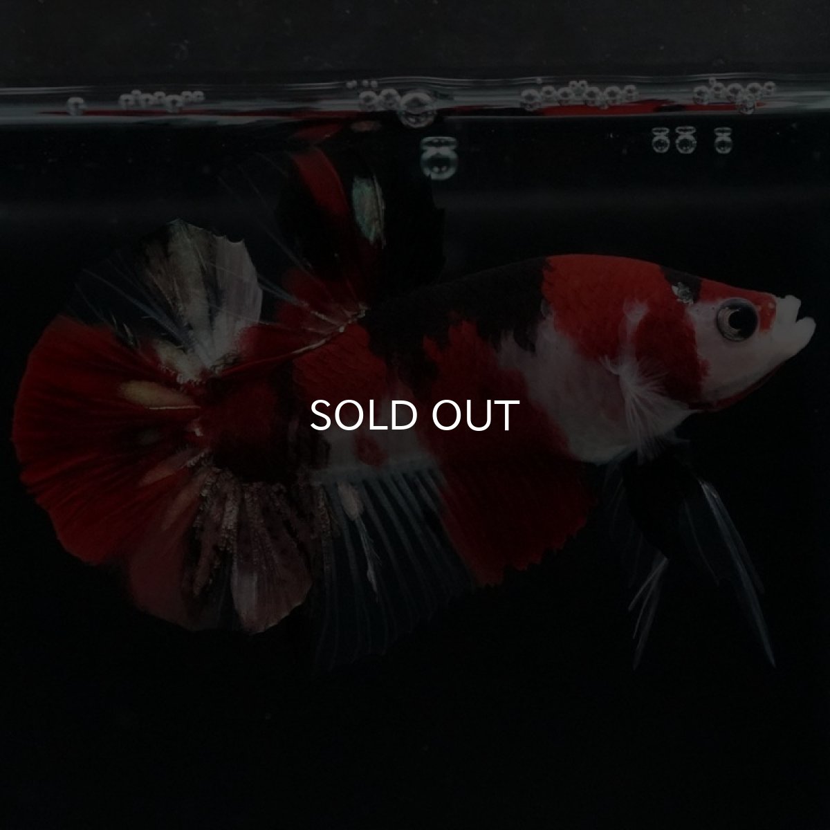 画像4: HMPK 鯉 (4)