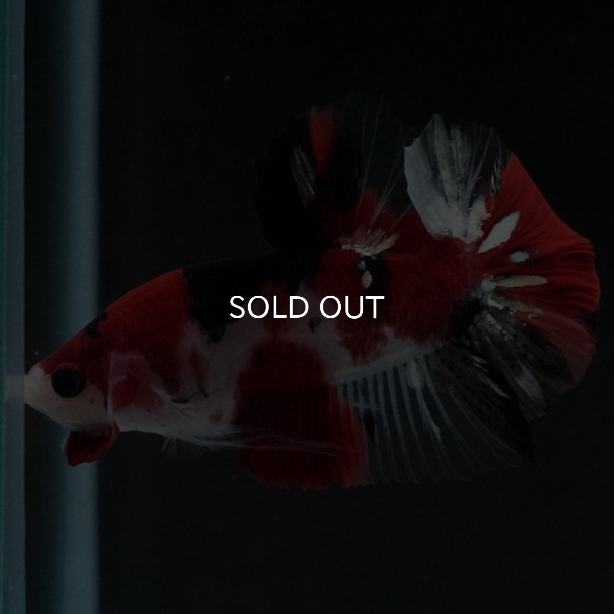 画像7: HMPK 鯉 (7)