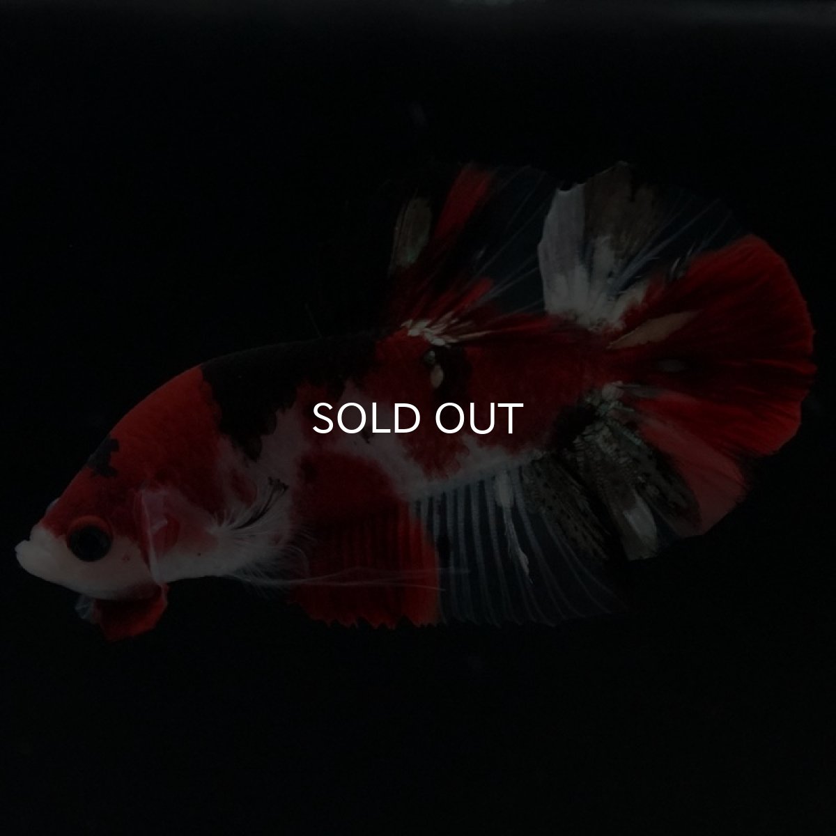 画像3: HMPK 鯉 (3)