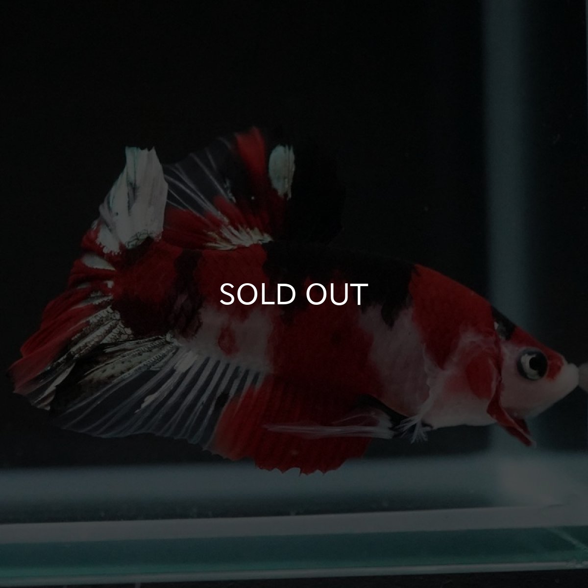 画像2: HMPK 鯉 (2)