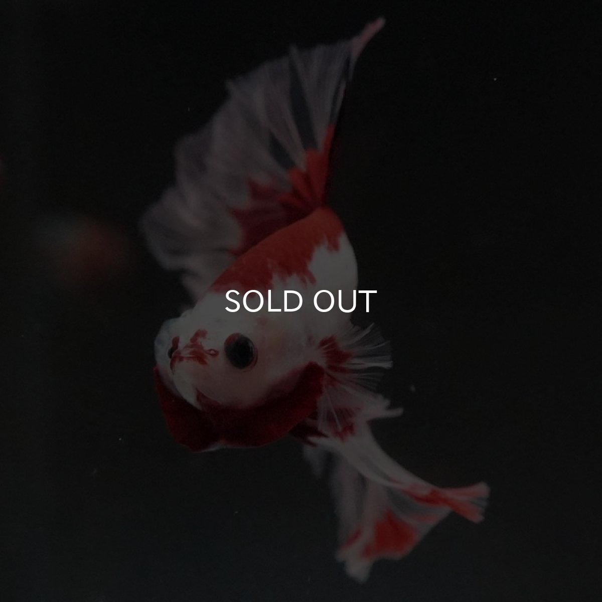 画像11: HM ファンシーレッド ローズテール (11)