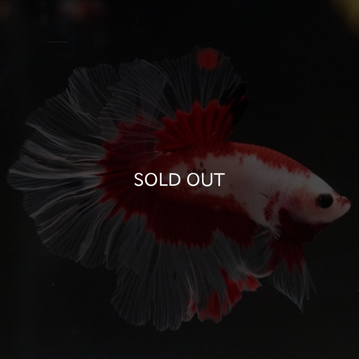 画像9: HM ファンシーレッド ローズテール (9)