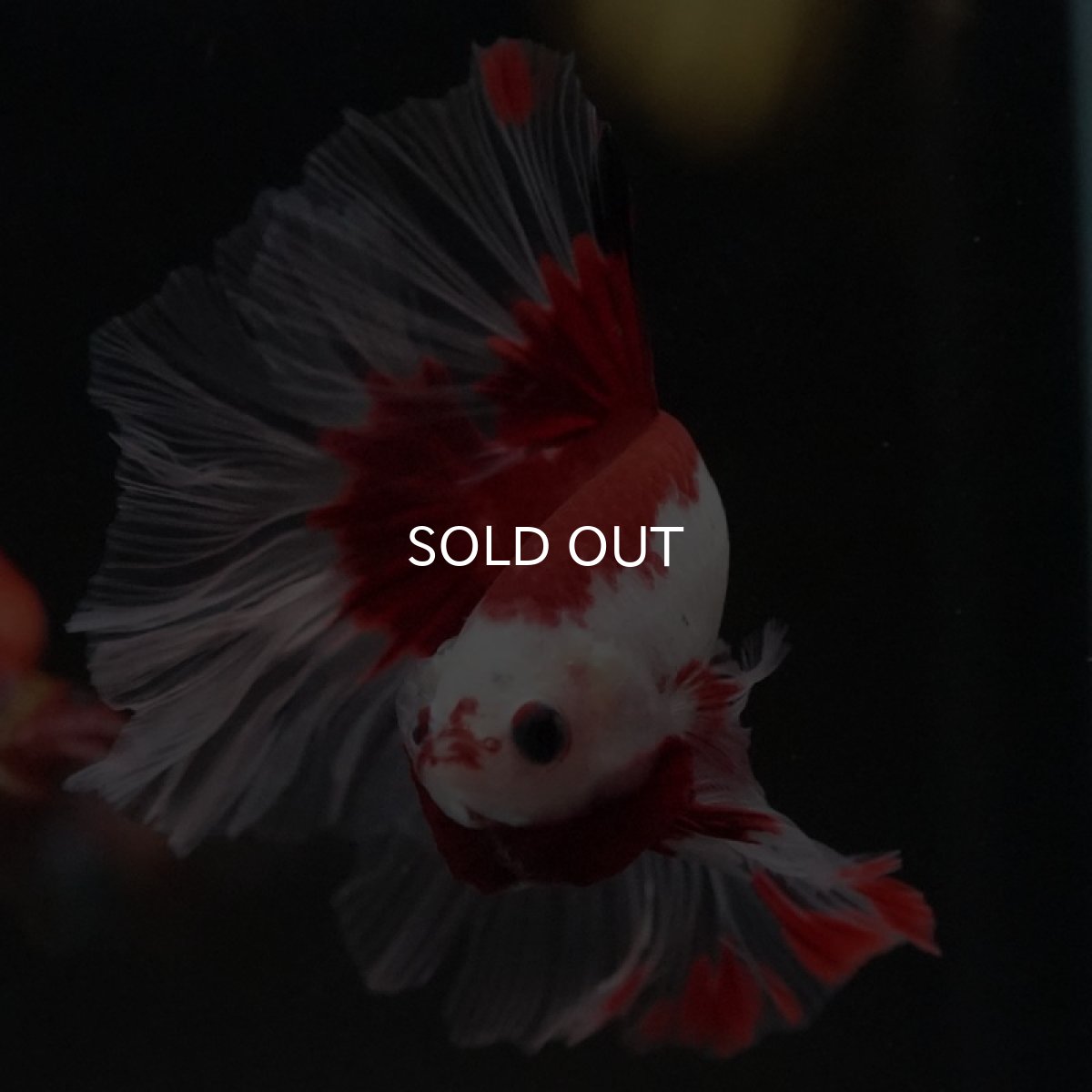 画像3: HM ファンシーレッド ローズテール (3)