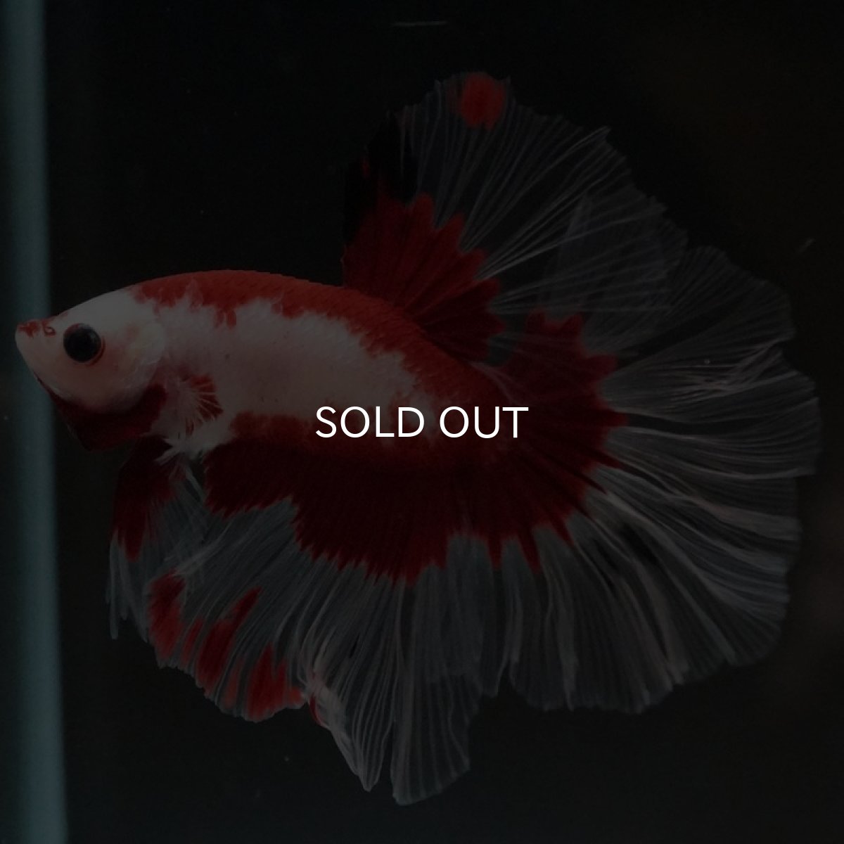 画像5: HM ファンシーレッド ローズテール (5)