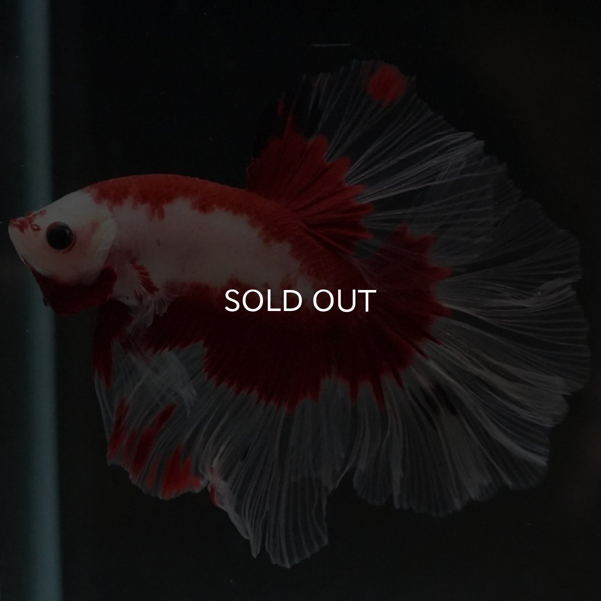 画像7: HM ファンシーレッド ローズテール (7)