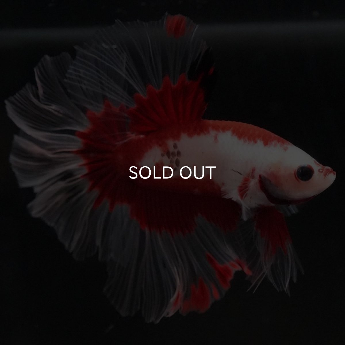 画像6: HM ファンシーレッド ローズテール (6)